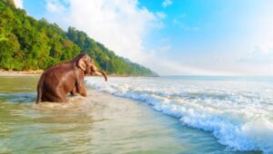 Elephant Beach in Andaman