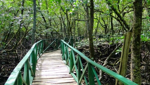 Mangrove Cave