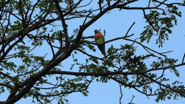 Parrot Island, Andaman