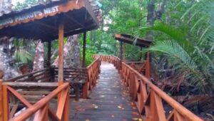 Dhani Nallah Mangrove Walkway