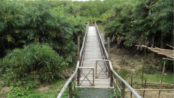 Yerrata Mangrove