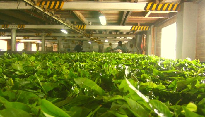 A tour of Tea Factories