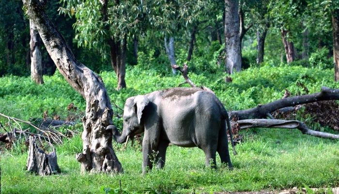 A visit to Benog Wildlife Sanctuary