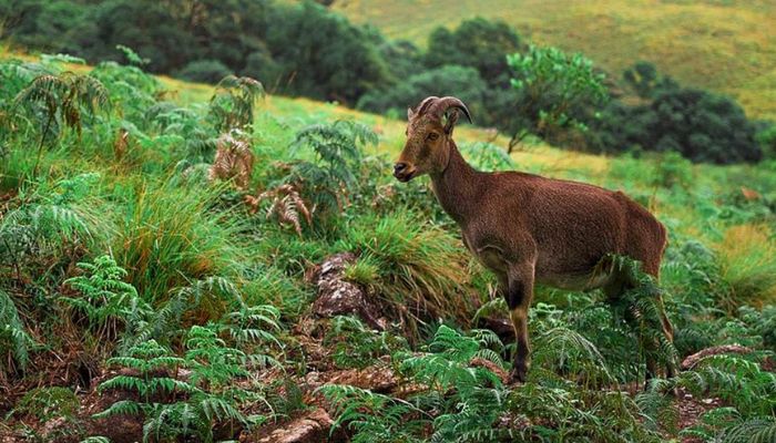 Eravikulam National Park