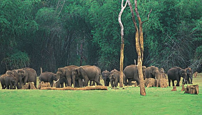 Explore Periyar National Park