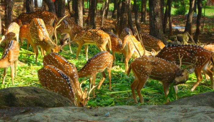 Malsi Deer Park