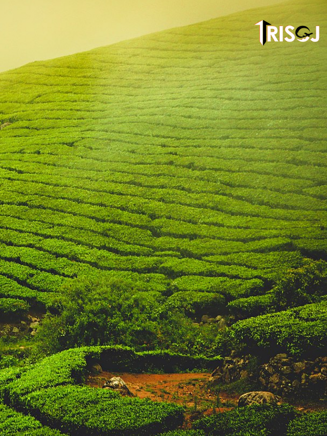 Places to visit in Munnar