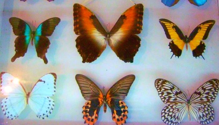 Butterfly Museum