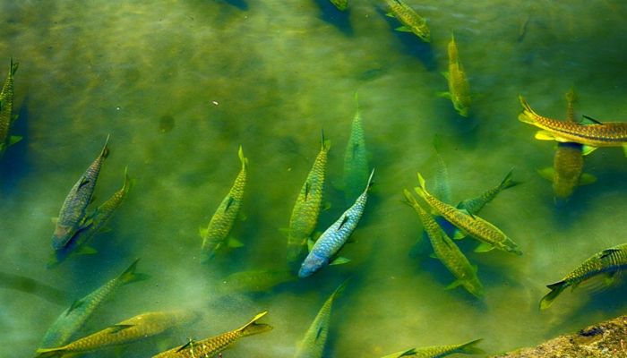 Fishing in Sattal