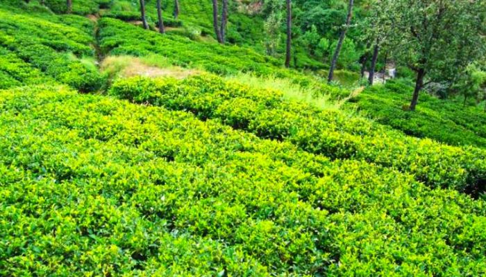 Kausani Tea estate