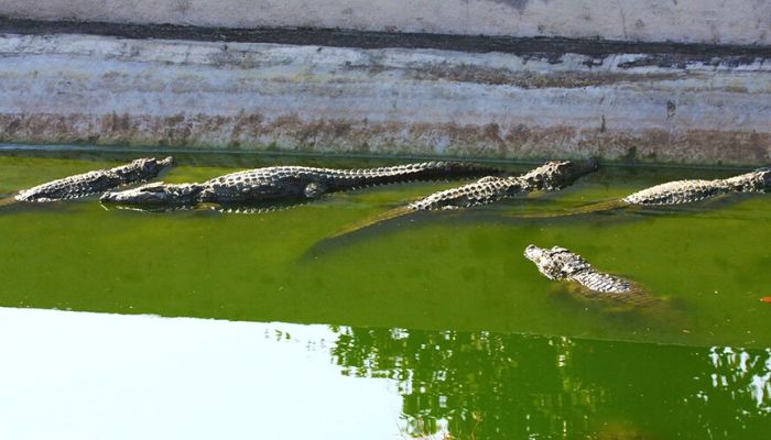 Neyyar Dam & Wildlife Sanctuary