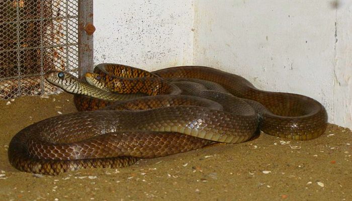 Parassinikkadavu Snake Park