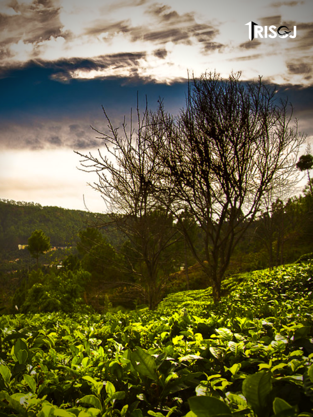 Places To Visit in Kausani
