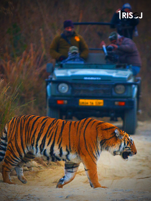 Things to do in Jim Corbett