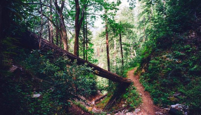 Trekking in Bhimtal