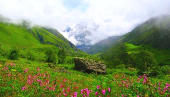 Valley of Flowers