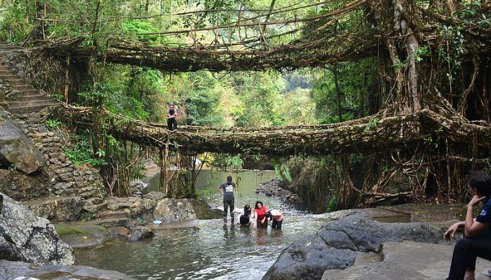 Double Decker Living Root Bridges