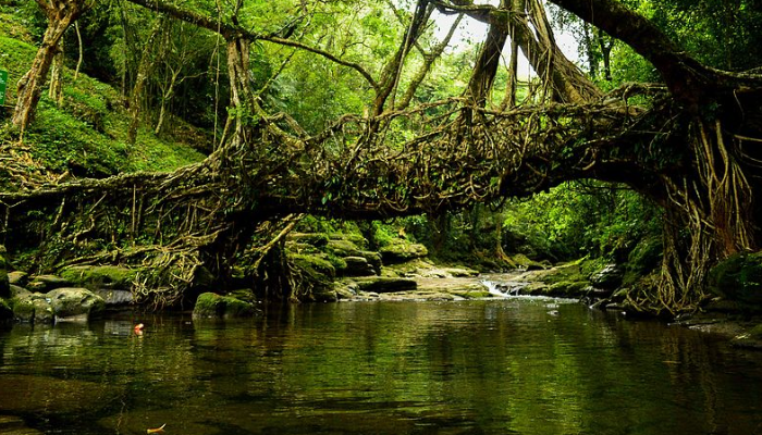 Explore Living Root Bridges in Cherrapunji