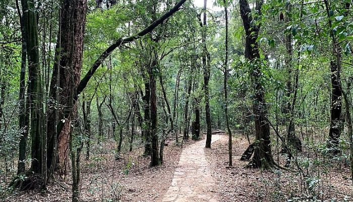 Mawphlang Sacred Forest