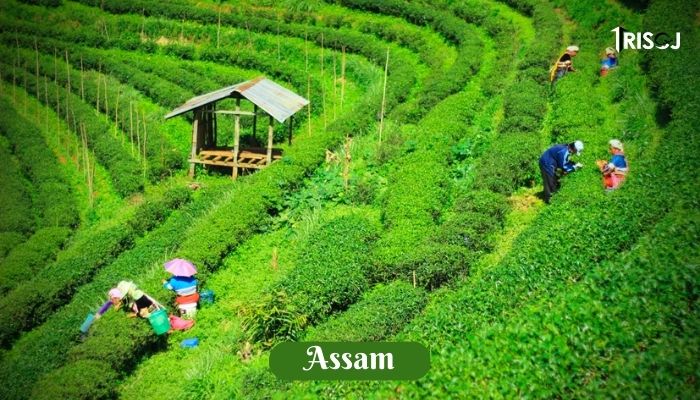 Places To Visit in Assam