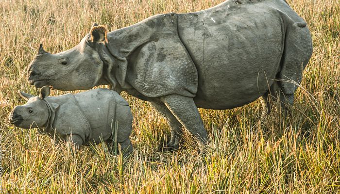 Pobitora Wildlife Sanctuary