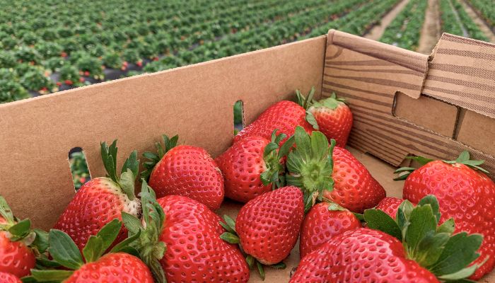 Strawberry field