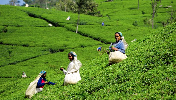 Tea Estates