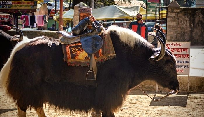 Yak Rides