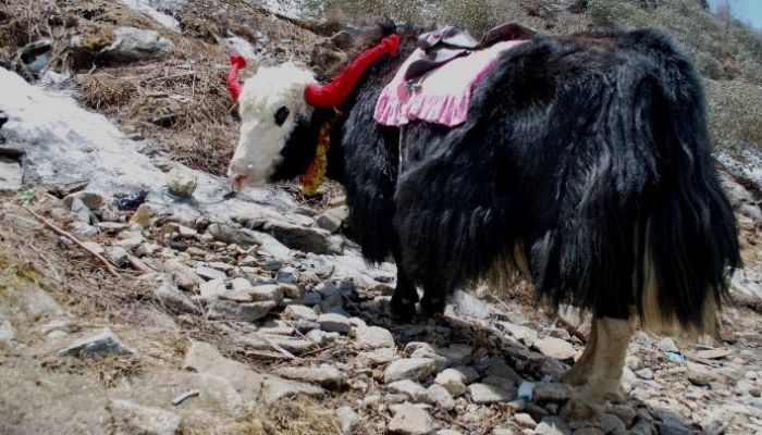 Yak and Horse Safari