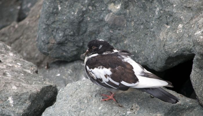 Bird Watching in Tirthan Valley