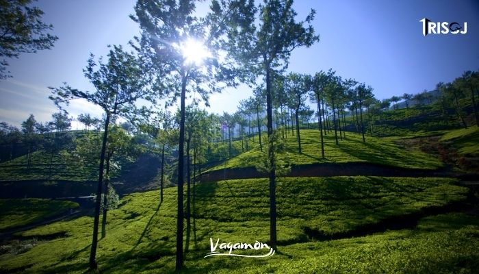 Places To Visit in Vagamon