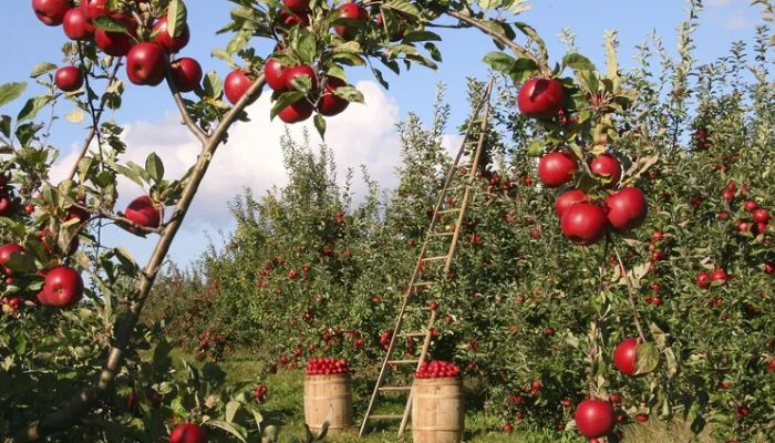 Take an Orchard tour in Kinnaur