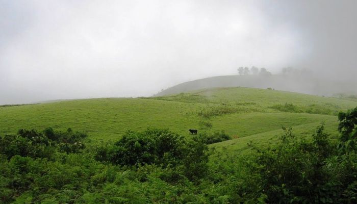 Vagamon Meadows