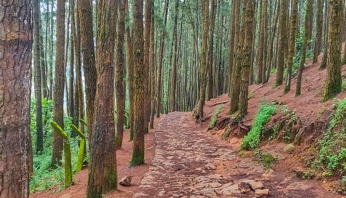 Vagamon Pine Forest