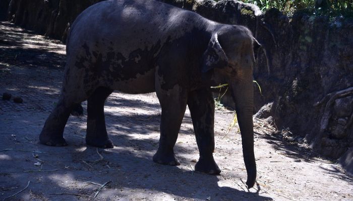 Abhayaranyam Mini Zoo