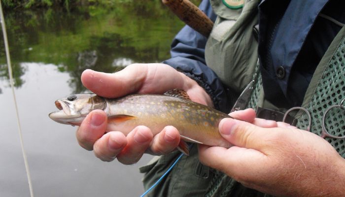 Fishing for trout