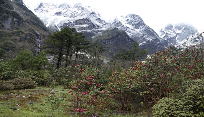 Shingba Rhododendron Sanctuary