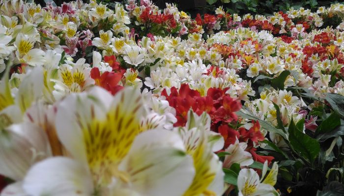 Visit the Flower Exhibition Centre