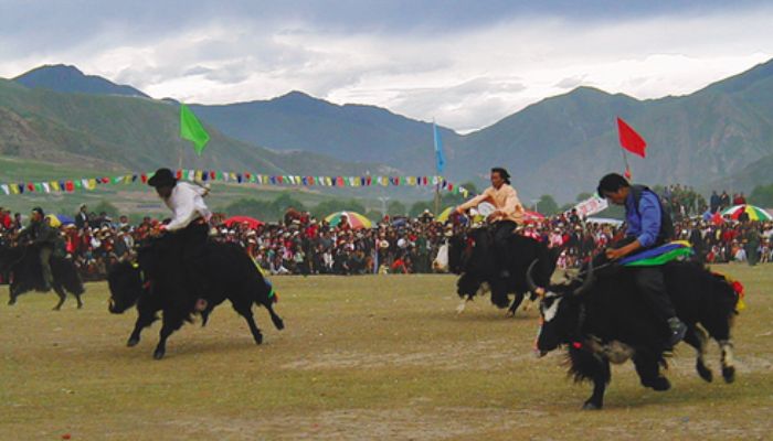 Attend the Yak Race Festival