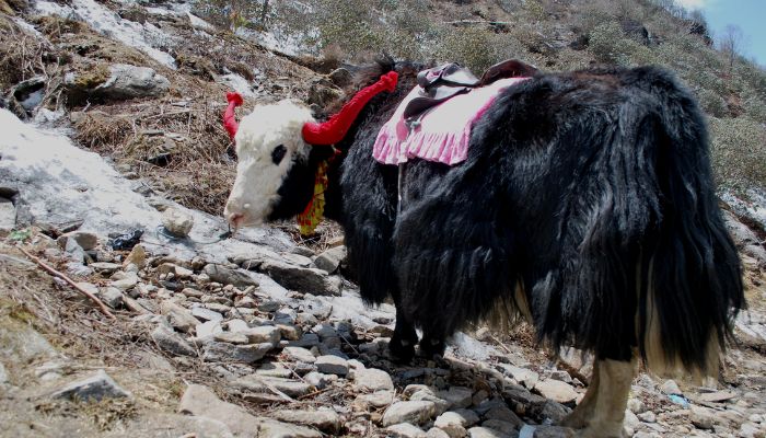 Go on a yak safari