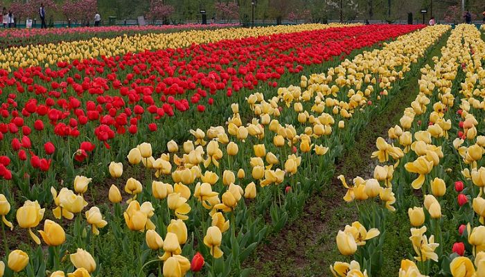 International tulip festival