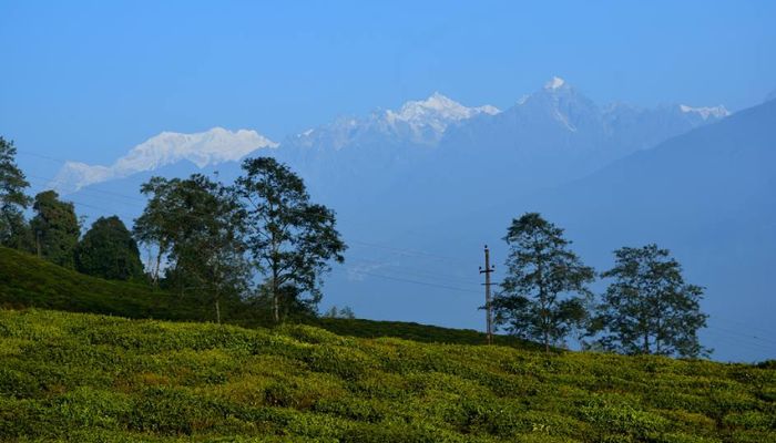 Temi Tea Garden