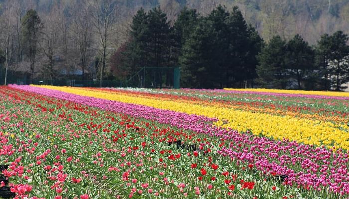 Tulip Festival Floral Fair