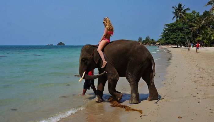 Elephant Beach