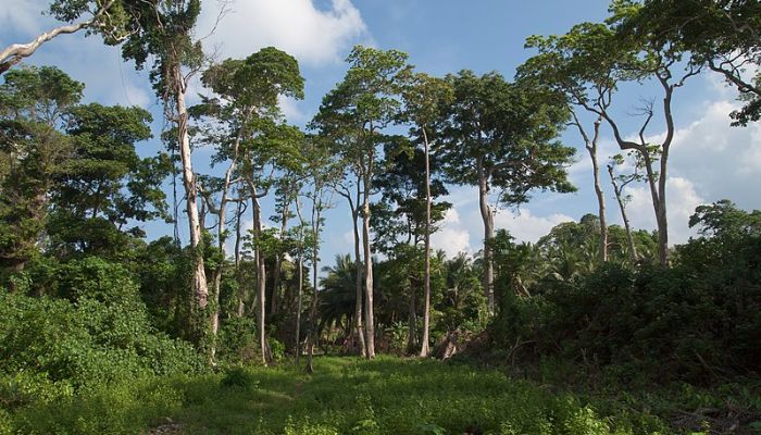 Neil Island Jungle Treks