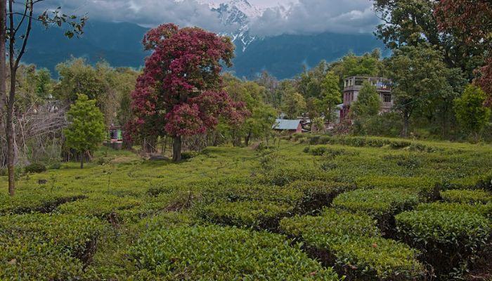 Tea Gardens of Palampur
