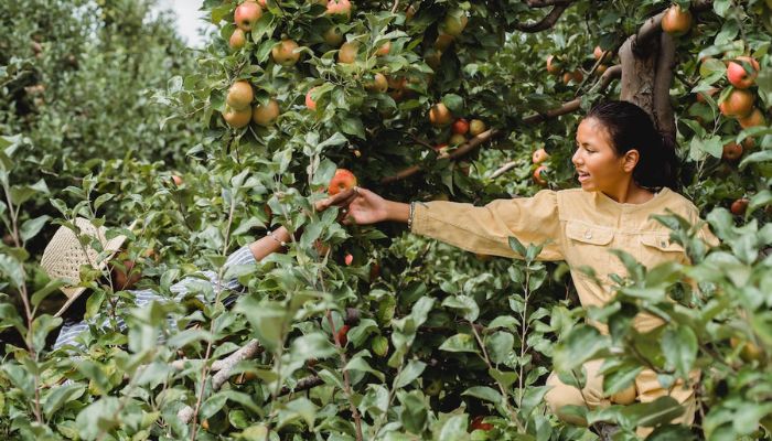 Fruit Picking