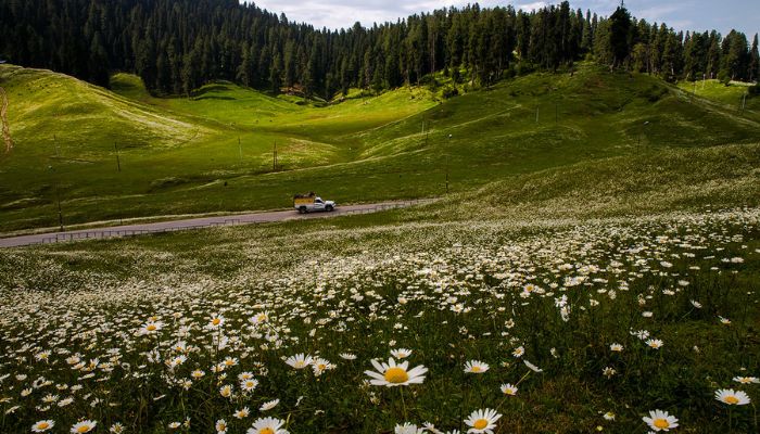 Gulmarg, The Meadow Of Flowers