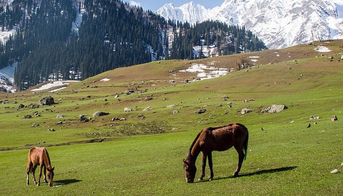 Sonmarg, The Meadow Of Gold