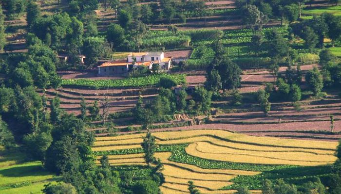 Kasauli